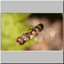 Syritta pipiens - Gemeine Keulenschwebfliege m06.jpg